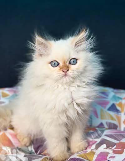 Unique beauty! Himalayan imported kitten blue eyes available