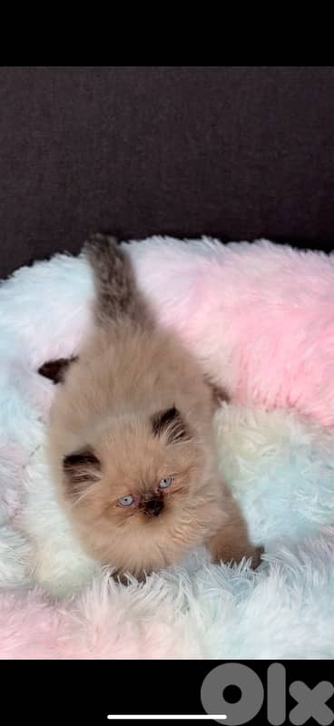 Cute Himalayan kitten in shop & Delivery Cat قطط