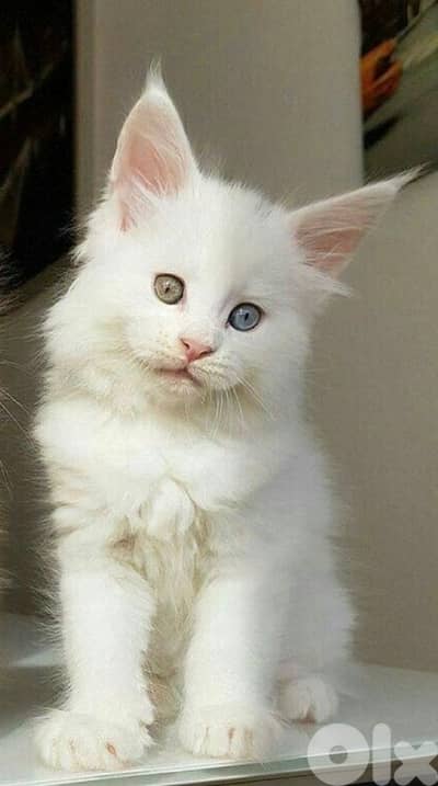 Giant Maine Coon imported Delivery available Cat قطط