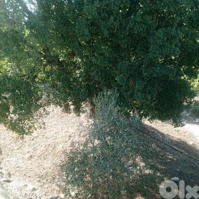 GMB115SZ Land For Sale In Kfar baal Annaya  أرض للبيع في كفر بعل عنايا