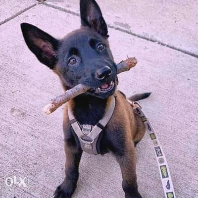 Malinois beautifully intelligent