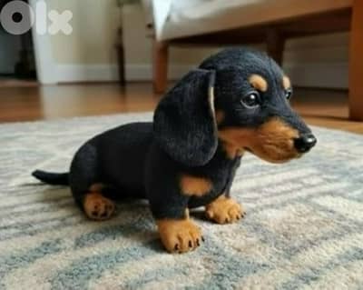 Imported & cute Black & Tan Dachshund / sausage puppy available Dog