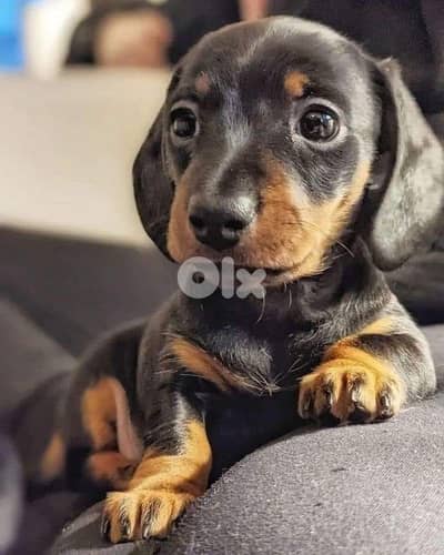 Dachshund Black & Tan Puppies |Available In Store| Delivery | Imported