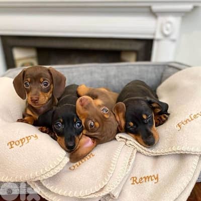 Beautiful Dachshund Puppies Preorder now!!