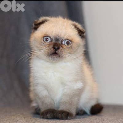 scottish fold color point