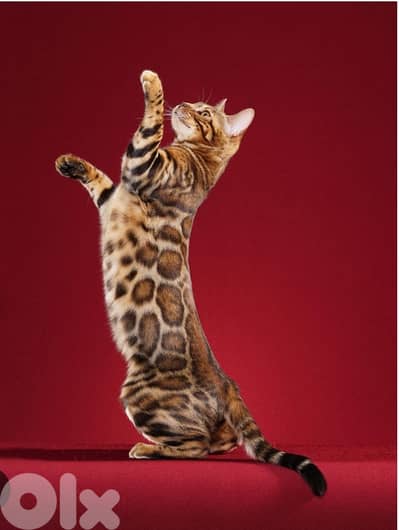 Pure Bengal kitten