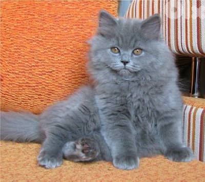 Persian gris grey longhair