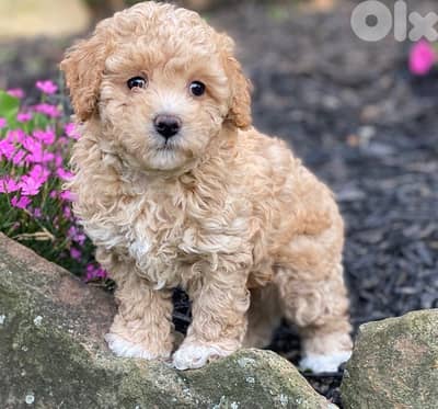 Imported Mini Goldendoodle puppy