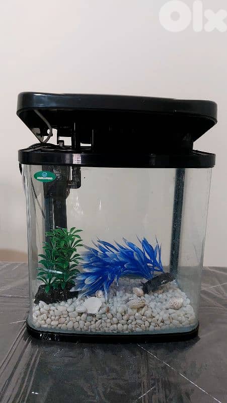 Fish Aquarium 4
