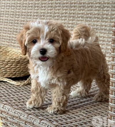 Mini Labradoodle puppy  imported