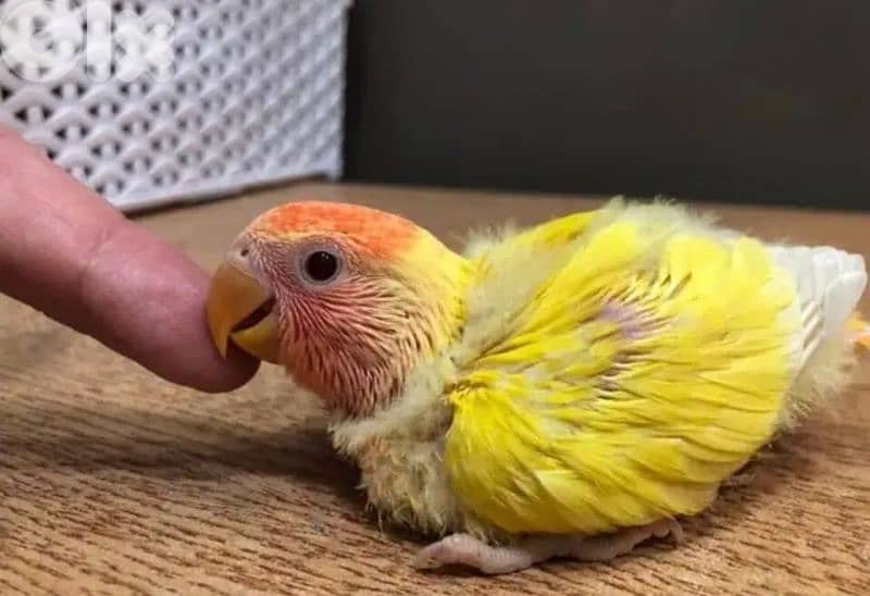 أجمل  فروخ روز  أوبلاين تربية بيت 2