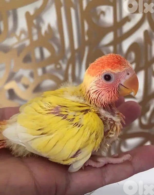 أجمل  فروخ روز  أوبلاين تربية بيت 3
