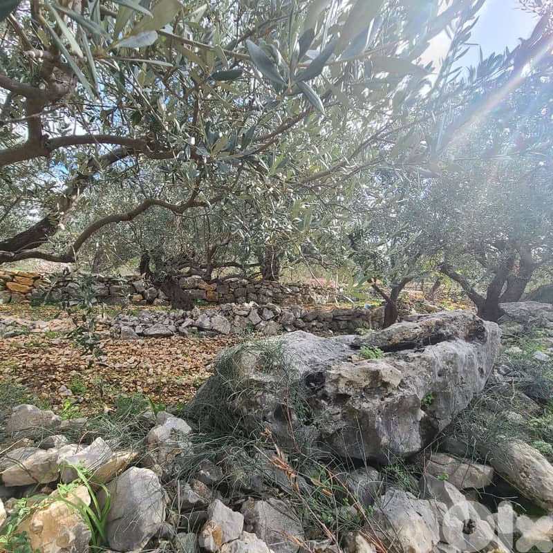GMB151GM Land For Sale In Rihane Jeddayel أرض للبيع في ريحان - جدايل - 4