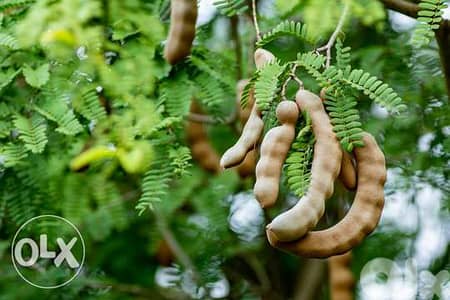 Tamarind trees شجر تمر هندي تايلاندي