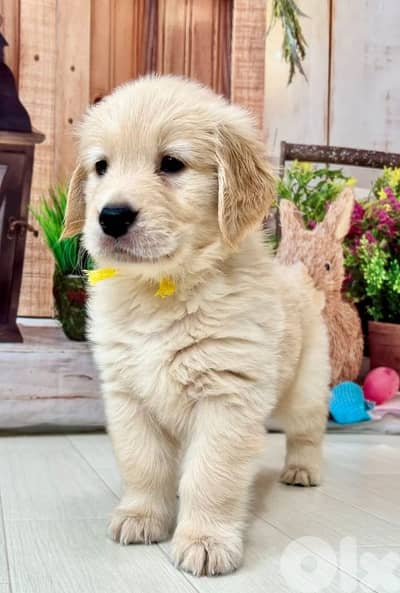 Pure Golden Retriever Puppies| dog كلاب in store