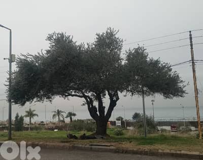 Aged olive trees