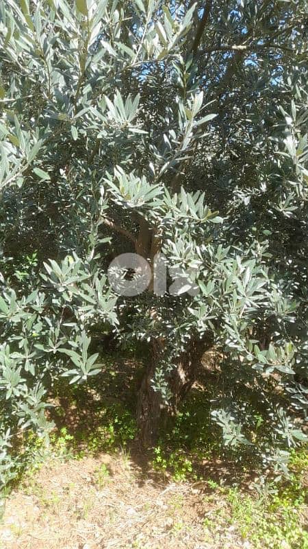 Aged olive trees 9