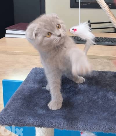 Cute Scottish Fold Lilac color kitten AVAILABLE