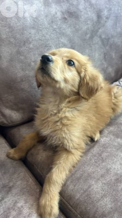puppy golden retriever