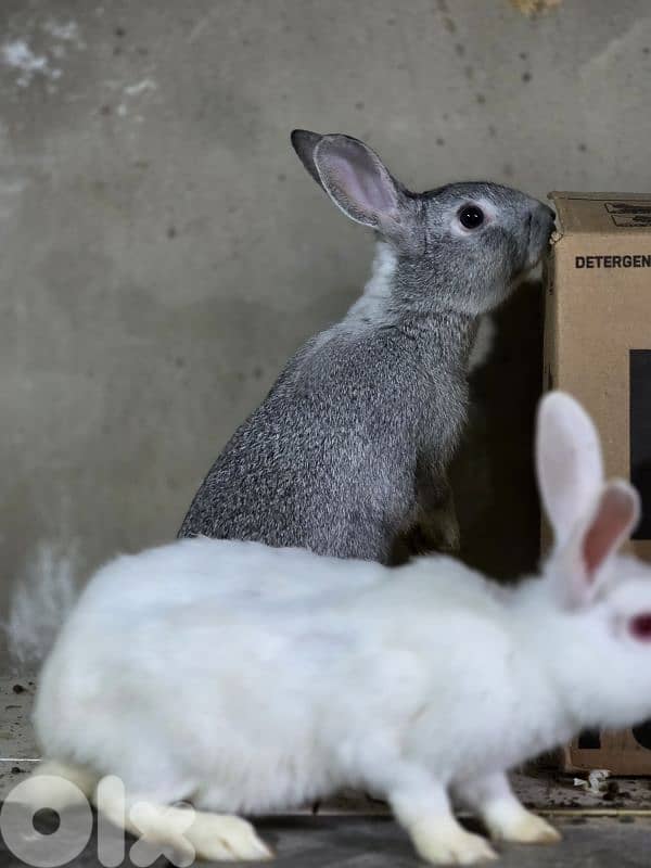 rabbits/ارانب 2
