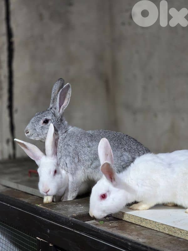 rabbits/ارانب 3