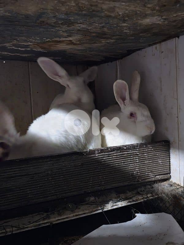 rabbits/ارانب 4