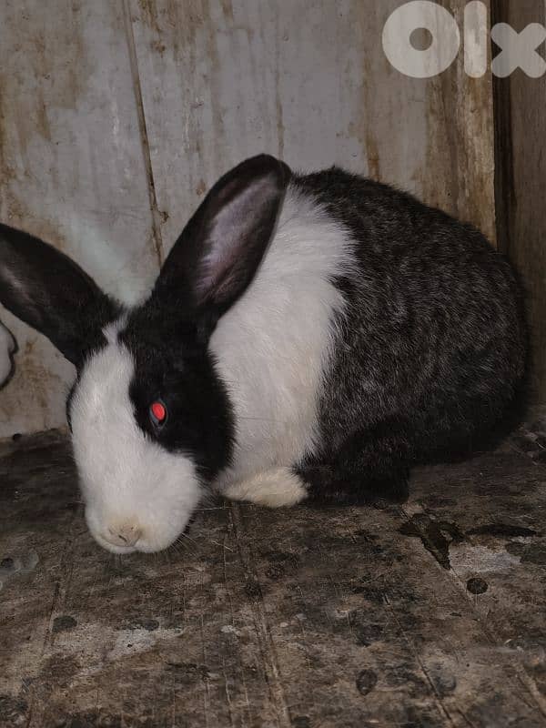 rabbits/ارانب 5