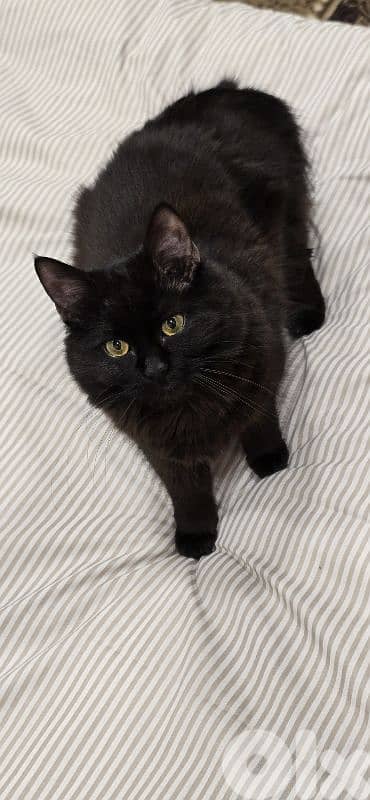 Cat 10 months