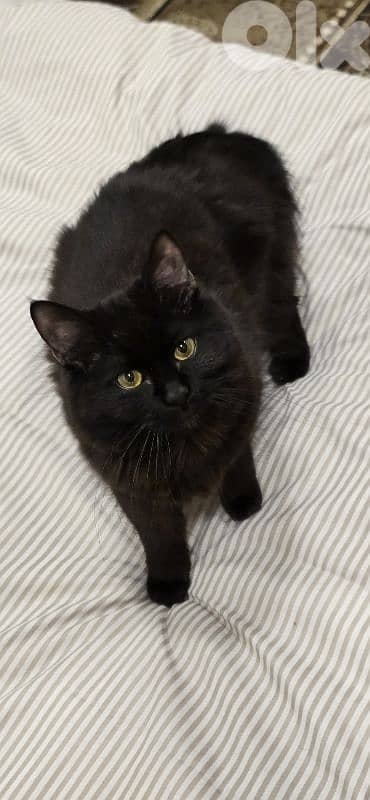 Cat 10 months 1