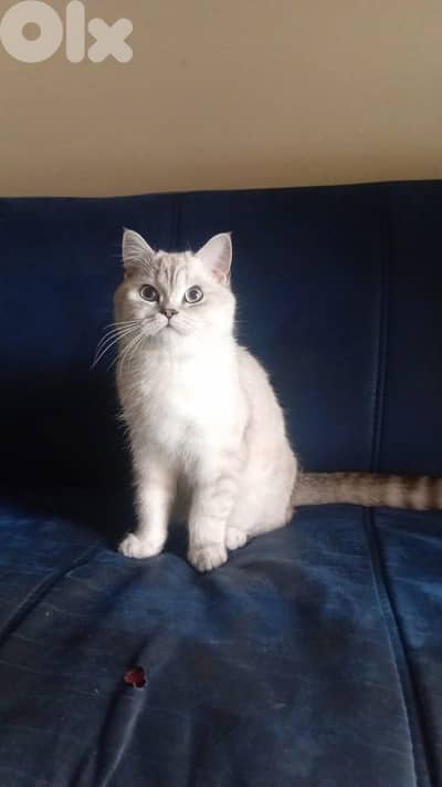 british silver chinchilla