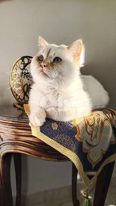 بسين سيامي اورنج (flame point)