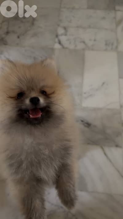 5 months old Pomeranian