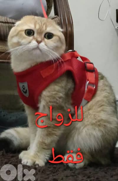 بيروت الروشه