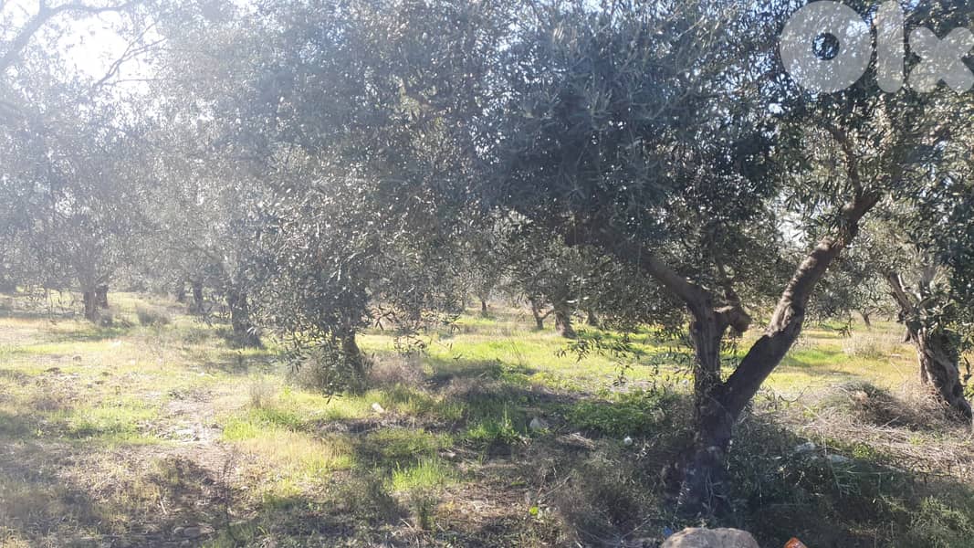 LAND/أرض /Nakhleh, Koura/ الكورة – النخلة/residential/ REF#ZY134480 ! 1