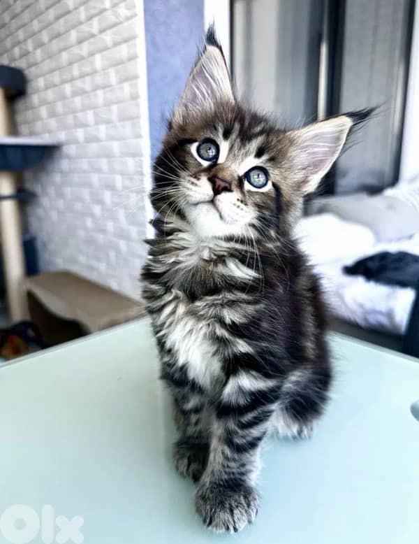 MianCoon Giant Size Kittens 1