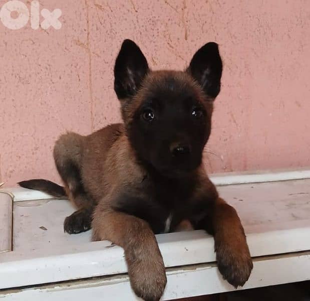 Belgian malinois for sale (pure) 1