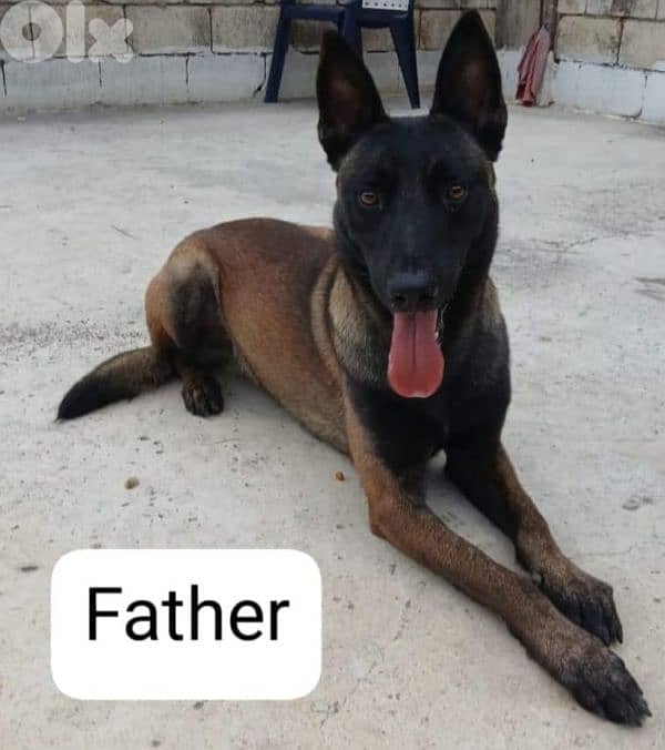 Belgian malinois for sale (pure) 2