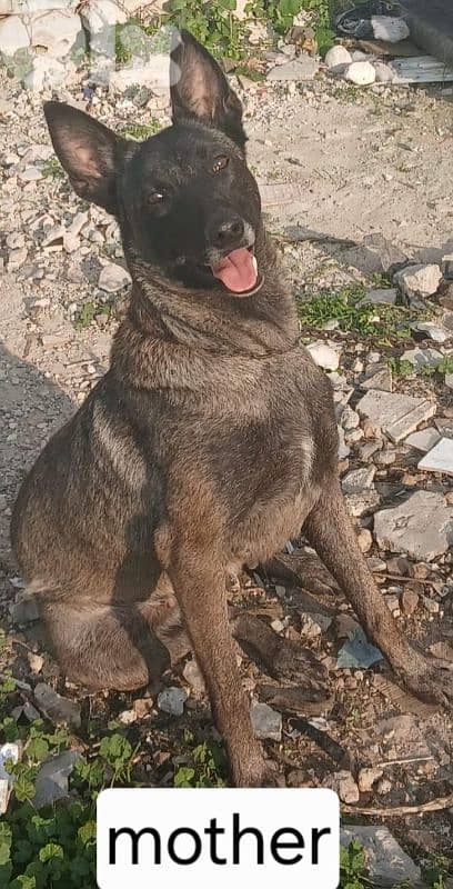 Belgian malinois for sale (pure) 3