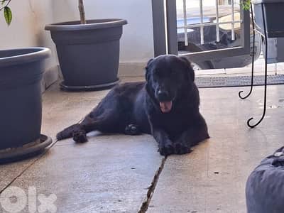 golden retriever mix with labrador for adoption