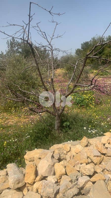land for sale in chouf عقار في كفرنيس الشوف للبيع 10