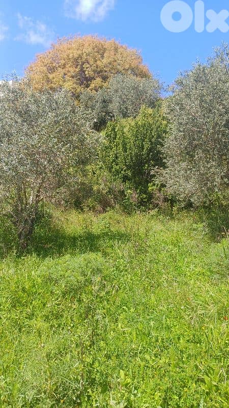 lands for sale in ijd-ebrin Alkoura أرض للبيع في إجدعبرين الكورة 1