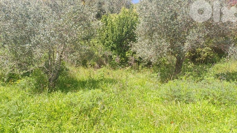 lands for sale in ijd-ebrin Alkoura أرض للبيع في إجدعبرين الكورة 2