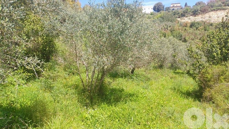 lands for sale in ijd-ebrin Alkoura أرض للبيع في إجدعبرين الكورة 4