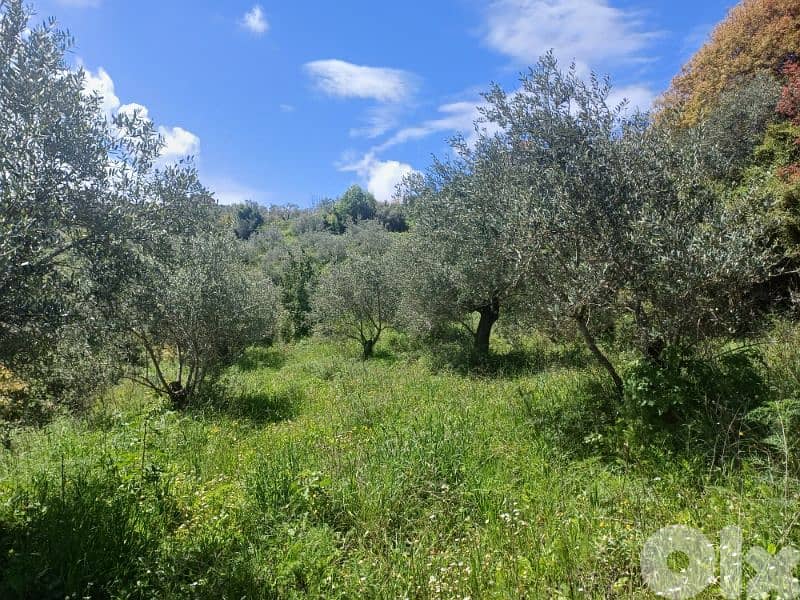 lands for sale in ijd-ebrin Alkoura أرض للبيع في إجدعبرين الكورة 5