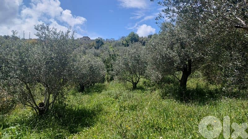 lands for sale in ijd-ebrin Alkoura أرض للبيع في إجدعبرين الكورة 6