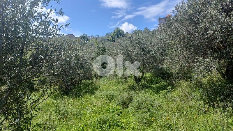 lands for sale in ijd-ebrin Alkoura أرض للبيع في إجدعبرين الكورة 7