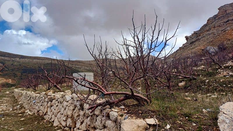 lands for sale in tannourine أرض "لقطة"للبيع في تنورين 7