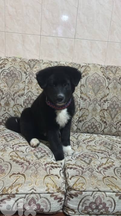 American Akita