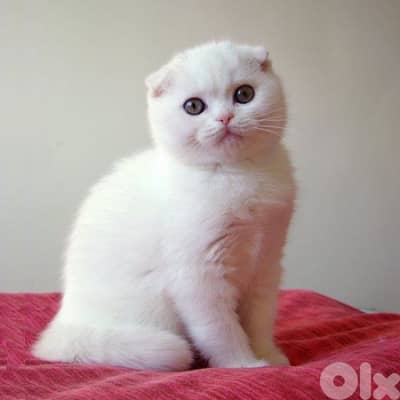 White scottish fold kitten / cat قطط