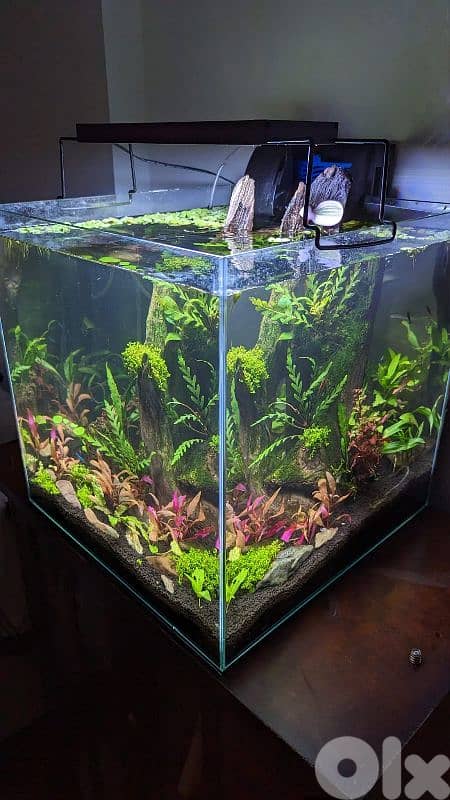 NEW Fresh Water Aquarium planted 2